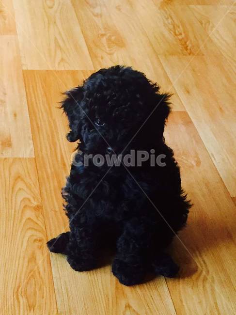 animal,동물,개,dog,pet,반려견,puppy,강아지,검정,black,poodle,푸들,동물,animal,포유류,mammal,개,강아지,dog,doggy