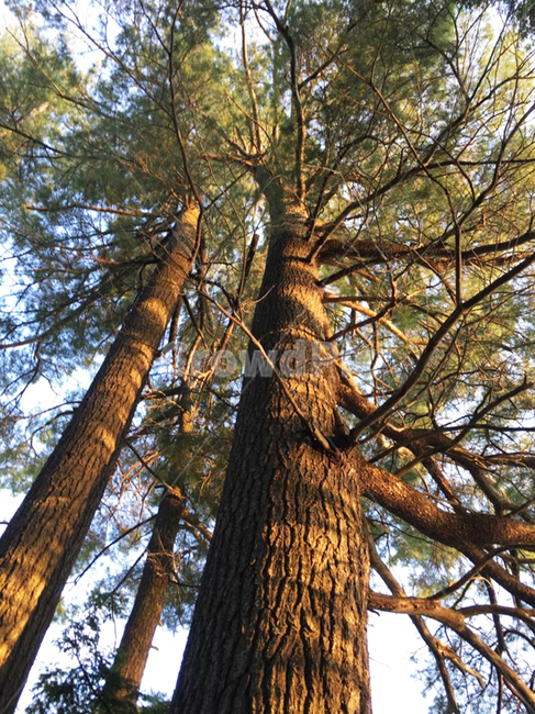 tree,나무,plant,식물,treetrunk,나무줄기,숲,소나무