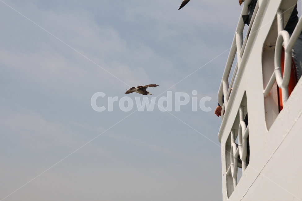 갈매기,바다,하늘,새,흰갈매기,자연,풍경,nature,landscape,동물,animal,조류,새,birds,flying,나는,bird