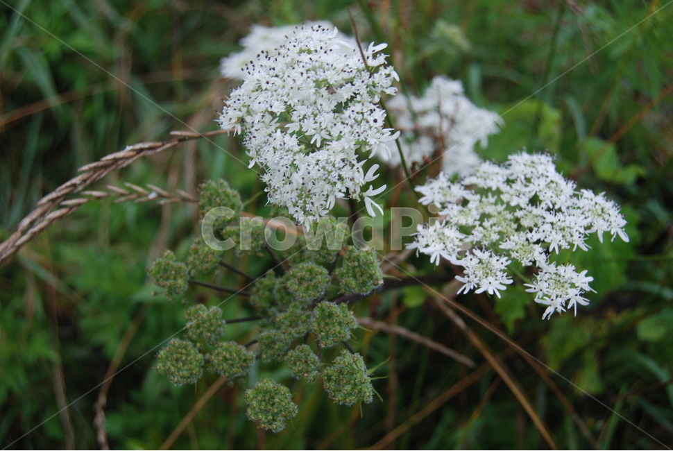 태기산,들꽃,봄,자연,탐방로,식물,자연,plants,nature,꽃,flower