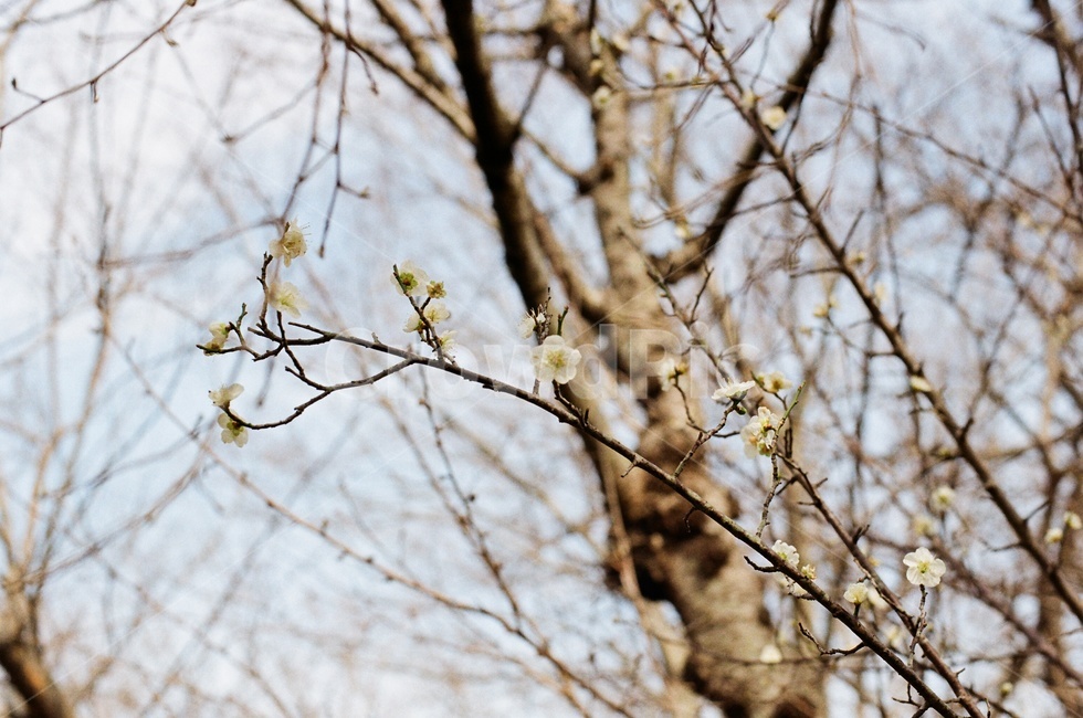 필름사진,filmphotography,filmphoto,꽃,봄꽃,매화꽃,흰꽃,나뭇가지,flower,plumblossom,branch
