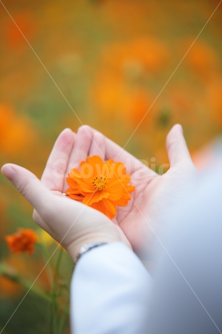 손,꽃,코스모스,배경,감성,느낌,사진,식물,자연,plants,nature,꽃,flower,사람,인물,인간,human,person,연출,컨셉,콘셉,direction,concept
