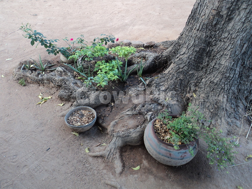 화분,나무,나무뿌리,꽃,flowerpot