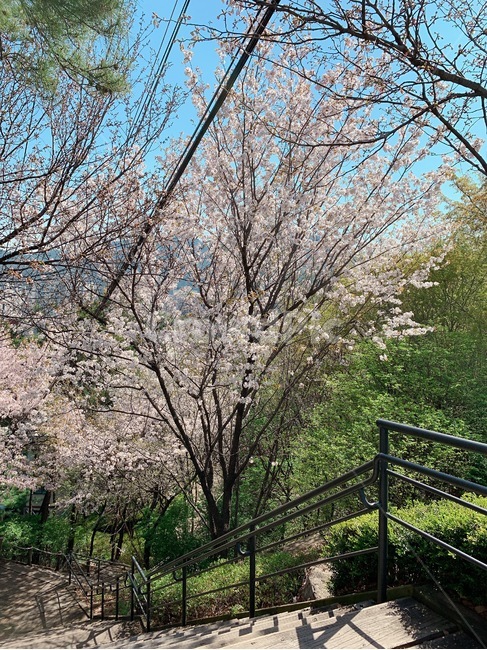 숲,forest,나무,푸른,초록,봄,tree,green,spring,summer,벚꽃,cherryblossom