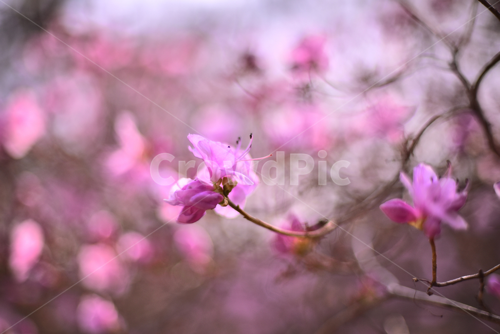 진달래꽃,감성사진,봄꽃,보케,빛망울,몽환적,진달래,플레어,두견화,분홍색꽃,꽃봉오리,필링,느낌,feeling,sensible,emotional,진분홍색,flare,핑크색꽃,pink,plant,식물,blossom,꽃,flower,나무꽃,야외,옥외,아웃도어,배경,바탕,백그라운드,background,outdoor