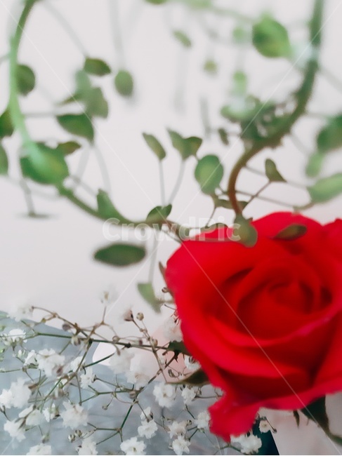 장미,rose,장미꽃,꽃한송이,flower,식물,자연,plants,nature,꽃,flower