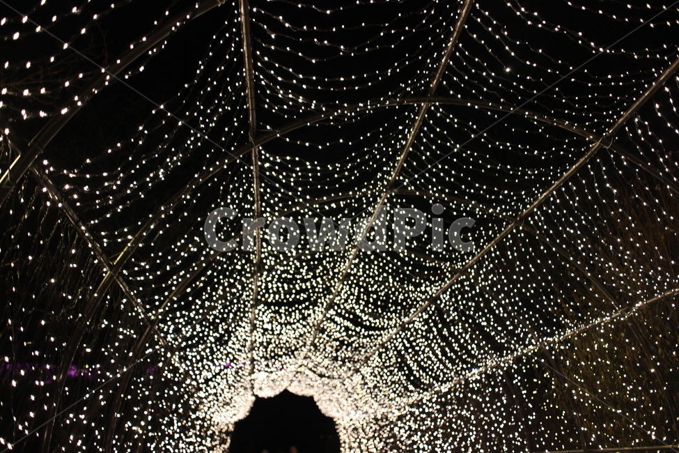 빛,빛축제,아침고요수목원,light,야경,조명,lighting