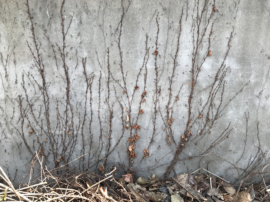 vine,wall,concrete,덩쿨,담쟁이,식물,자연,plants,nature