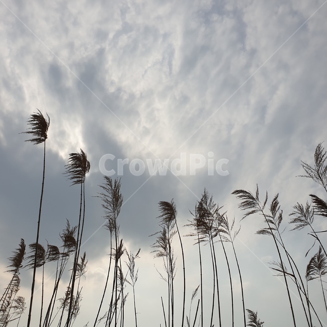 grass,식물,갈대,lawn,plant,reed