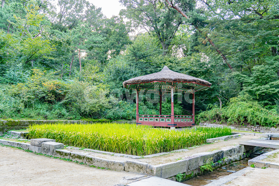 창경궁후원,고궁,건물,palace,창경궁,한국전통,한국문화,korean traditional,korean culture,건축물,건물외관,exterior,building,structure,architecture,construction