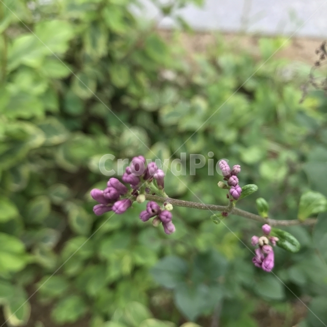 봉오리,자색꽃,나무,식물,꽃봉오리,접사,Flower,꽃,보라색,식물,자연,plants,nature,꽃,flower