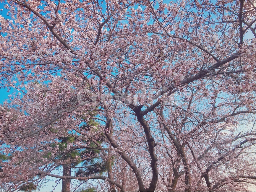 벚꽃,분홍,벚꽃나무,팝콘나무,spring,하늘,봄감성,봄,계절,spring,season,식물,자연,plants,nature,꽃,flower,plant,blossom