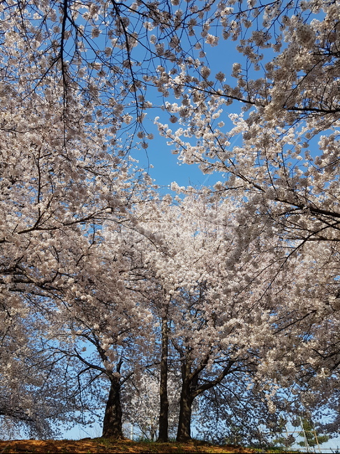 spring flowers,Cherry Blossom,spring scenery,spring sky,Flowers and clear sky