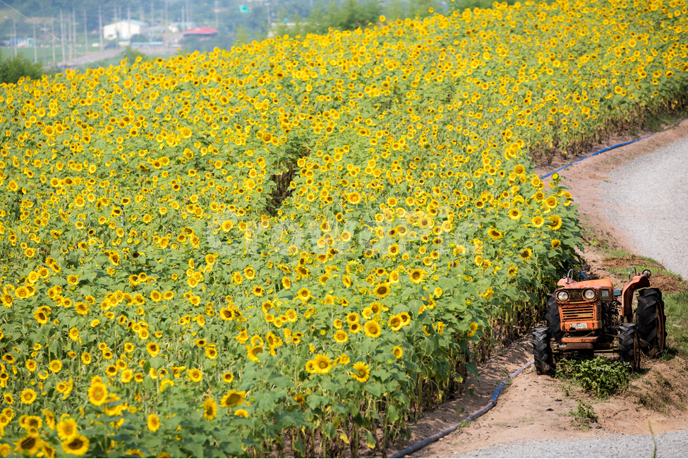 해바라기,강주마을,마을,꽃,꽃밭,자연,트랙터,여름,풍경,식물,자연,plants,nature,꽃,flower,산업,industry,industrial