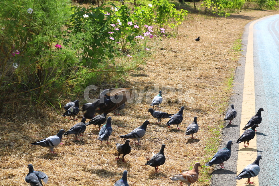 비둘기,새,조류,동물,산책길,자전거도로,도로,자연,잔디,풀,풀밭,동물,animal,조류,새,birds