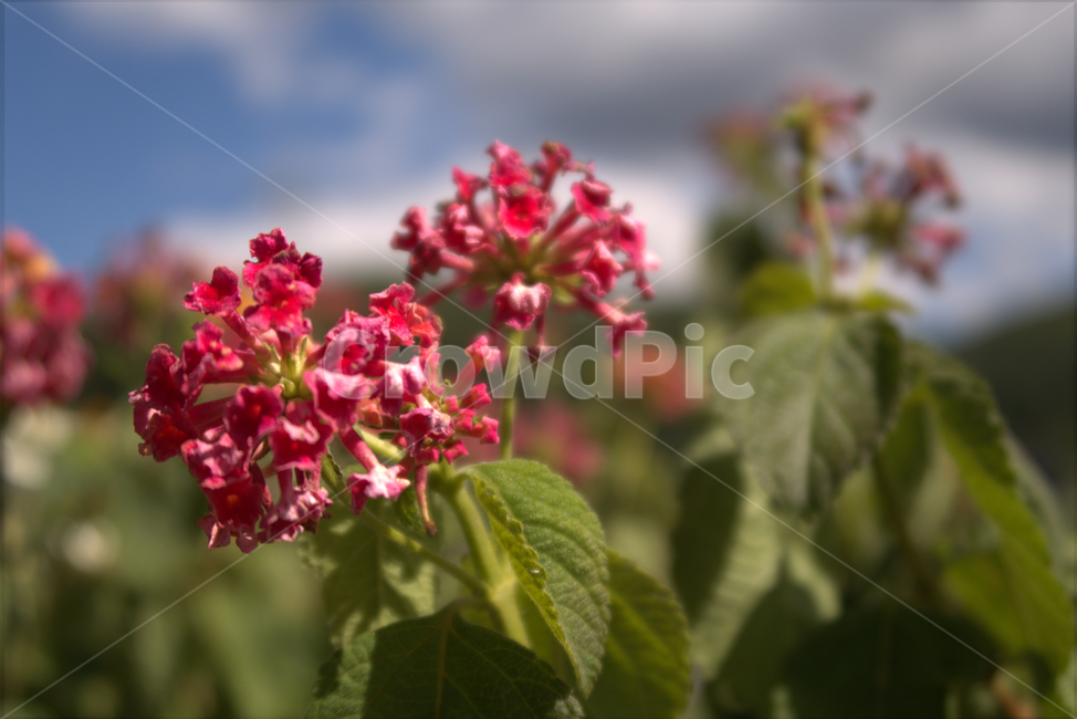 꽃,봄,계절,화분,야생화,여름,flower,식물,자연,plants,nature,꽃,flower