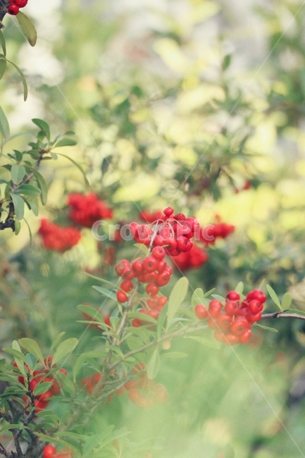 plant,식물,nature,열매,나무