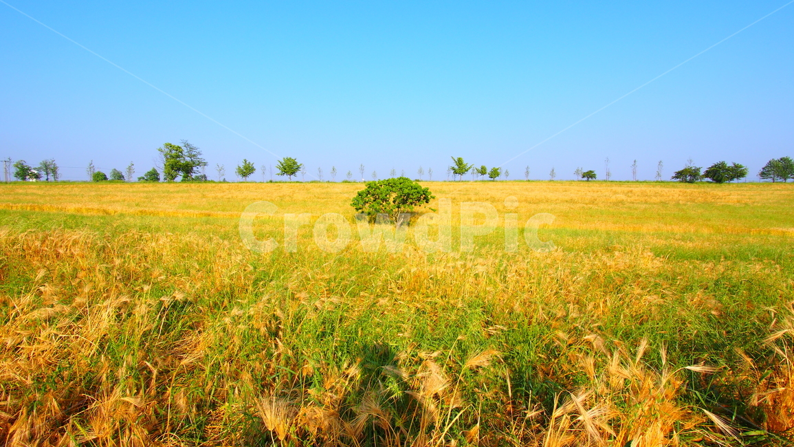 나무,보리,들판,금색,tree,gold,barley,자연,풍경,nature,landscape,field,들,grassland,목초지,outdoors,옥외