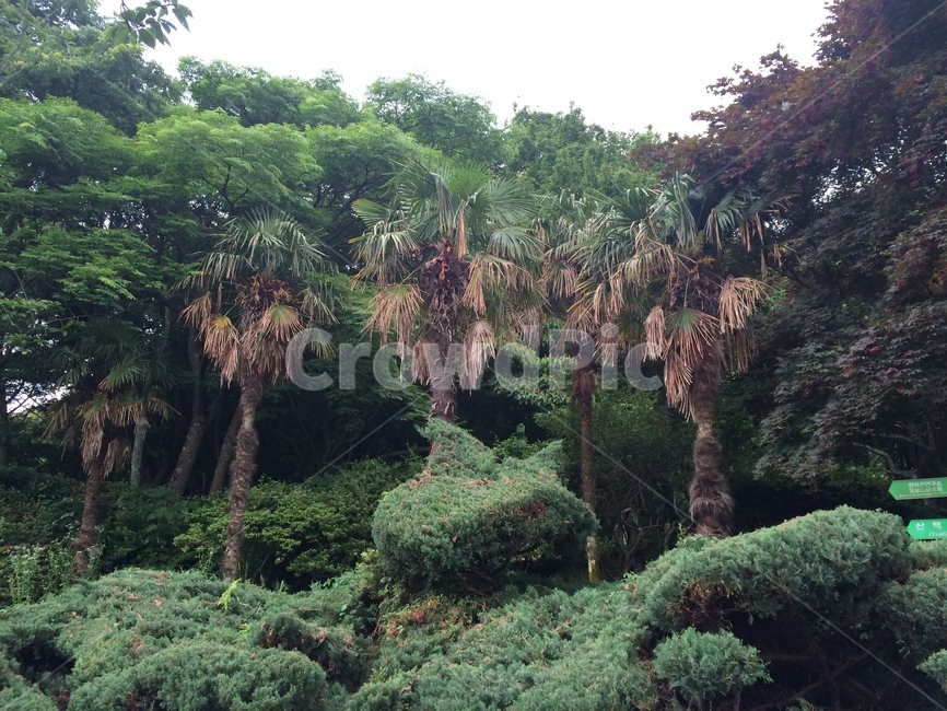 식물,plant,초목,land,tree,나무,자연,nature,rainforest,자연,풍경,nature,landscape,vegetation,outdoors,옥외,땅,열대 우림,jungle,밀림,bush,부시