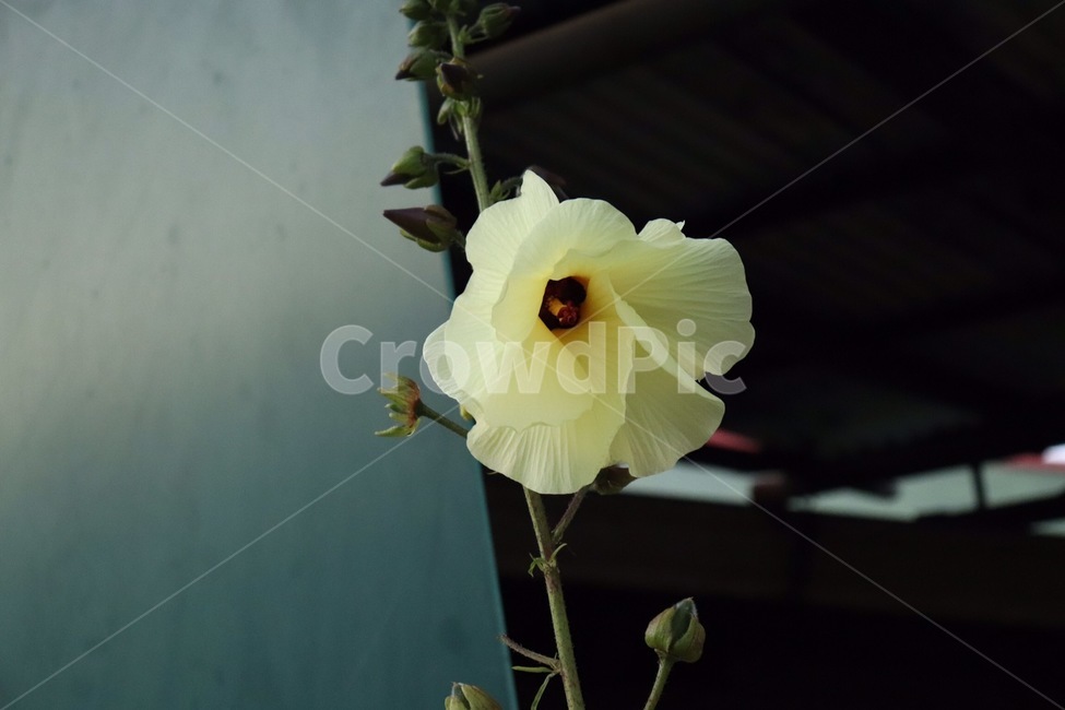꽃,접시꽃,노란꽃,flowers,hollyhock,plateflower,rosemallow,식물,자연,plants,nature,꽃,flower