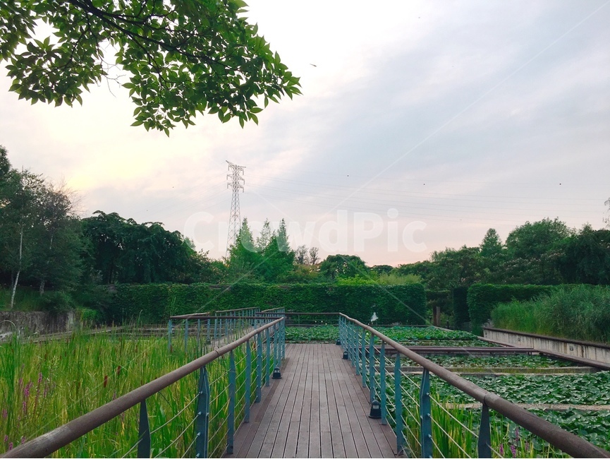 선유도공원,나무,하늘,초록색,여름