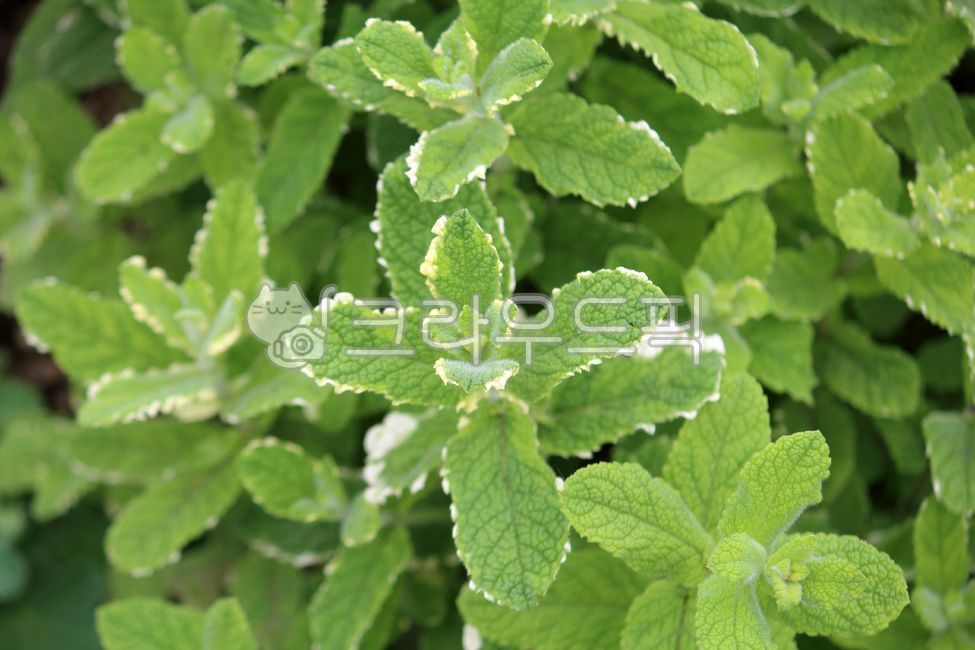 mint,민트,herbs,식물,plant,허브,herb,파인애플민트,식물,자연,plants,nature,꽃,flower