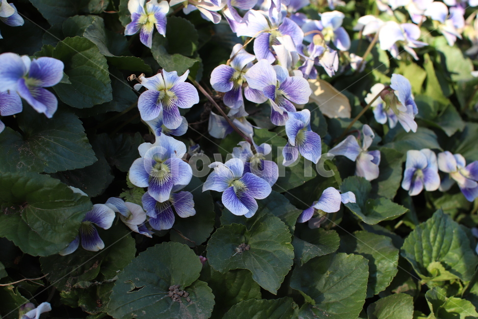 봄,꽃,벚꽃,들꽃,산책로,계절,식물,자연,plants,nature,꽃,flower