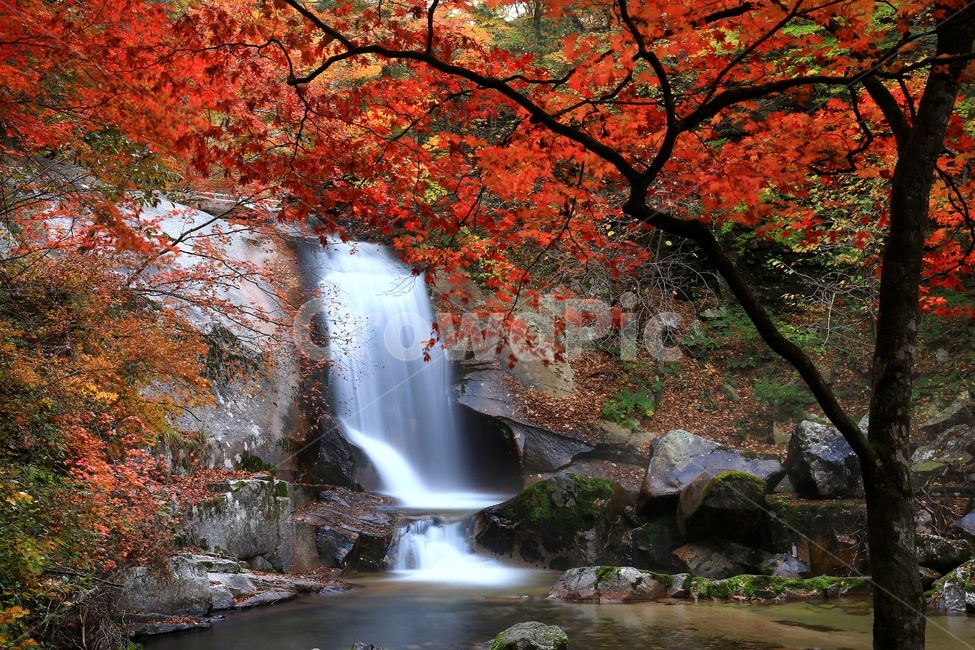 leaf,잎,plant,식물,tree,나무,maple,water,물,nature,자연,outdoors,옥외,waterfall,폭포,강원도,인제,방태산,방태산폭포,방태산가을,추색,가을,단풍,단풍잎,낙엽,만추,물흐름,계곡,가을,계절,fall,autumn,season,자연,풍경,nature,landscape