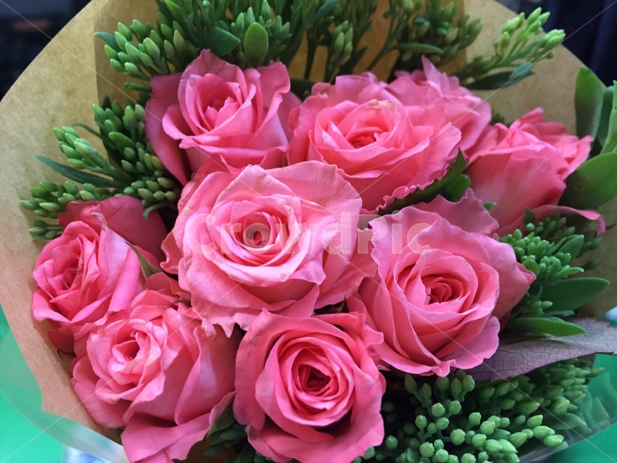 꽃,장미,분홍,pink,rose,핑크,선물,고백,gift