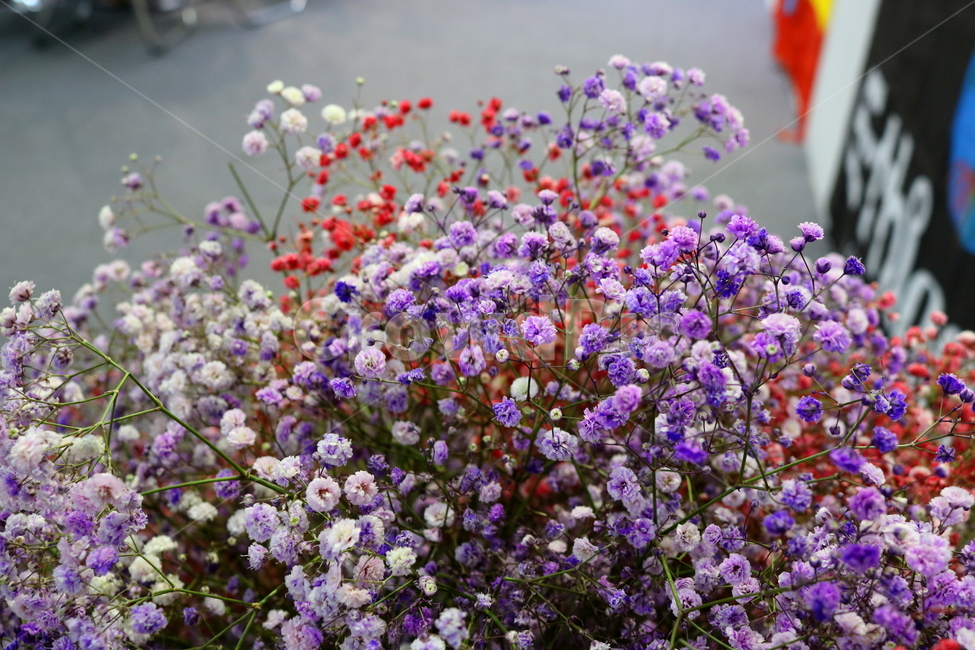 안개꽃,꽃,식물,석죽과,원예,식물,자연,plants,nature,꽃,flower