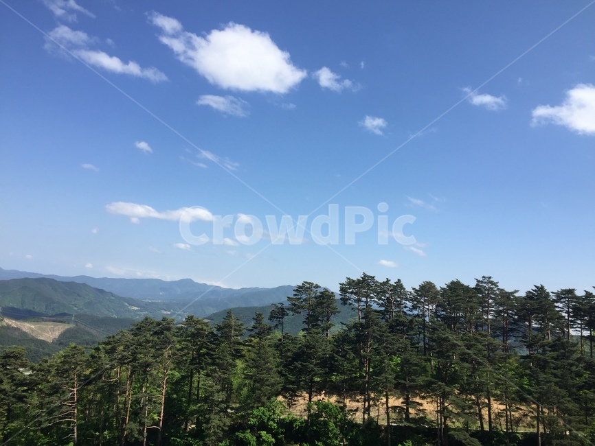 하늘,구름,소나무,sky,pinetree