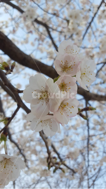 꽃,flower,근접,생화,야생화