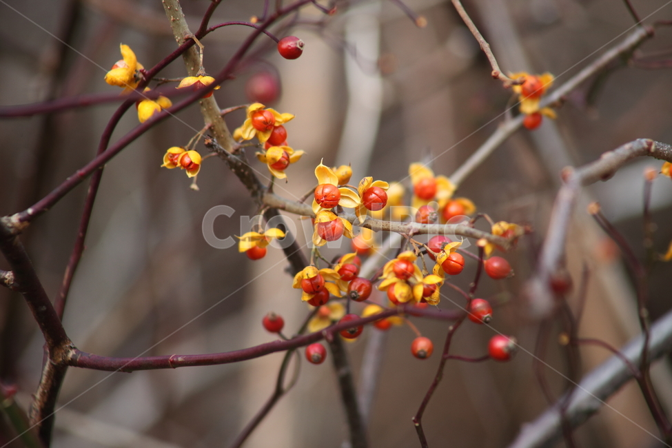 열매,종자,번식,노박덩굴,theorientalbittersweet,식물,자연,plants,nature,과일,열매,fruit