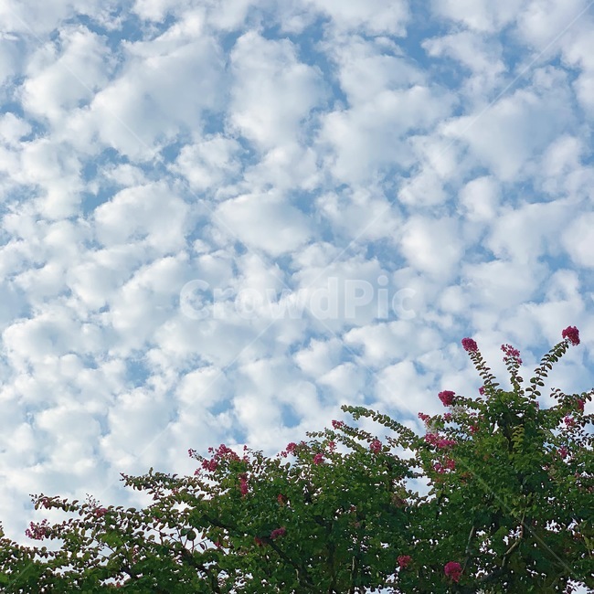 outdoors,옥외,nature,자연,weather,날씨,cloud,구름,cumulus,적운,sky,하늘