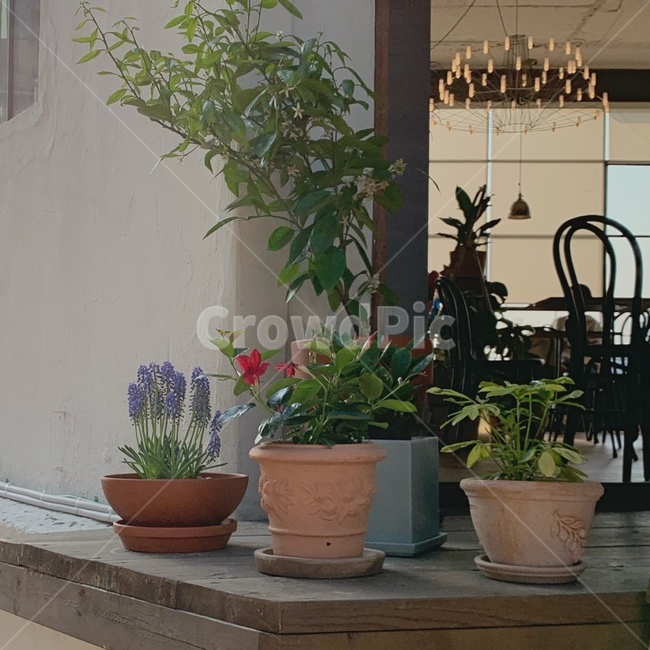 화분,식물,vase,plants,꽃,flower,바탕화면,배경화면,식물,자연,plants,nature,꽃,flower