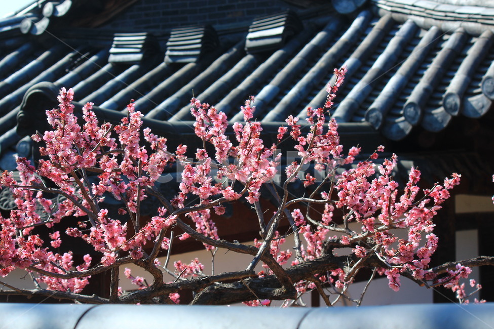 봄,자연,꽃,한옥,나들이,nature,flower,landmark,tradition,한국전통,한국문화,korean traditional,korean culture,식물,자연,plants,nature,꽃,flower,건축물,건물외관,exterior,building,structure,architecture,construction