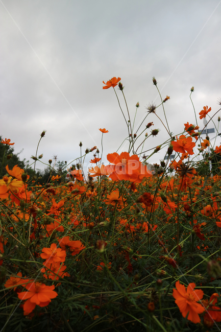 plant,식물,코스모스,황화코스모스,가을,꽃,flower,식물,자연,plants,nature,꽃,flower