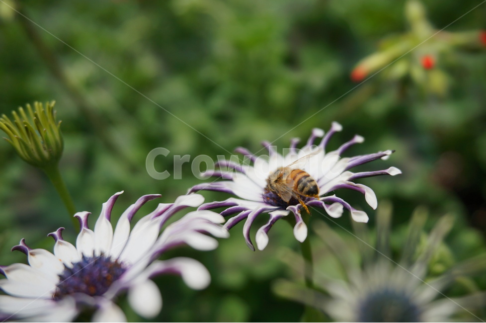 자연,꽃,flower,꽃잎,벌,식물,자연,plants,nature,꽃,flower