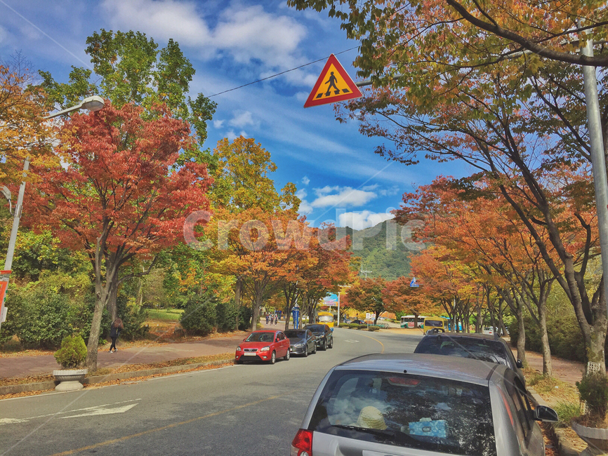 단풍,낙엽,가을,풍경,하늘,sky,foliage,maple,scenery,landscape,fall,autumn,fallfoliage,autumncolors,autumnfoliage,autumnleaves,자연,nature,leaf,잎,plant,식물,tree,나무,가을,계절,fall,autumn,season