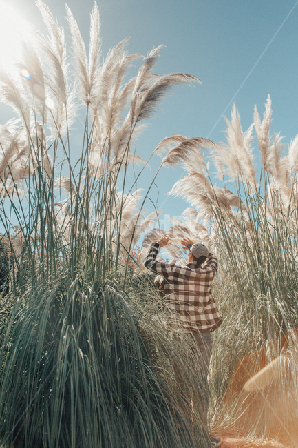 청산수목원,팜파스,팜파스축제,가을,pampas,계절,억새,억새축제,감성사진,가을풍경,감성,대형팜파스,사람,인물,인간,남자,남성,역광,플레어,human,person,autumn,nature,plants,feeling,male,man,가을,계절,fall,autumn,season,자연,풍경,nature,landscape,사람,인물,인간,human,person,남성,남자,man,male,감성,sensible,feeling,grass,잔디,plant,식물,lawn,reed,갈대