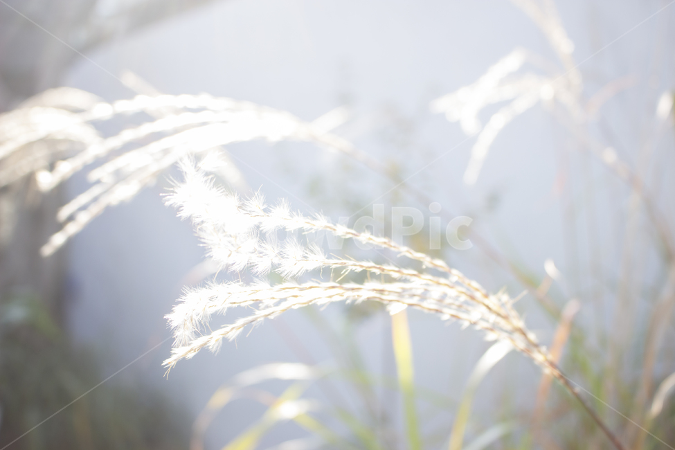 grass,plant,식물,갈대,하이키,밝은갈대,백색,흰색,식물,자연,plants,nature