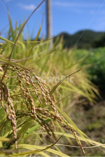 벼,쌀,논,노랑,초록,가을,rice,ine,gome,aricepaddy,den,yellow,kiiro,green,midori,fall,aki,햇빛,그림자,sunlight,hizashi,shadow,kage,하늘,산,나무,식물,sky,sora,mountain,yama,tree,ki,plants,shokubutsu,가을,계절,fall,autumn,season,식물,자연,plants,nature,곡류,곡식,cereals,산업,industry,industrial,농업,농사,agriculture,farming,farming industry,vegetation,초목,plant