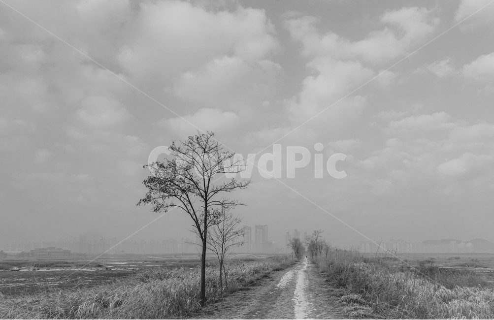 길,겨울,가로수,비포장,흙길,소래,겨울,계절,winter,season,자연,풍경,nature,landscape,식물,plants,나무,trees,wood,흑백,모노톤,monochrome,black and white