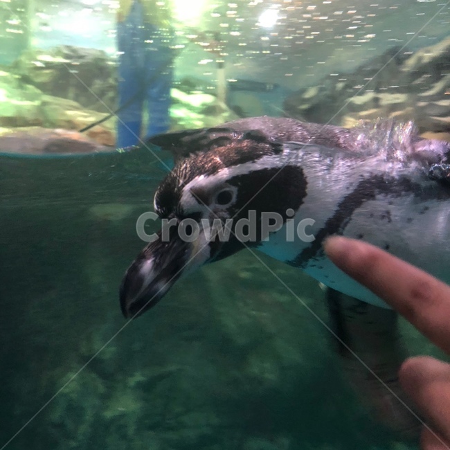 아쿠아리움,펭귄,동물,손가락,물,동물,animal,포유류,mammal