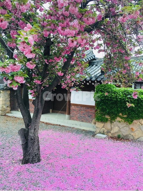 분홍꽃,분홍꽃나무,나무,꽃나무,봄꽃,감성,봄,감성사진,봄사진