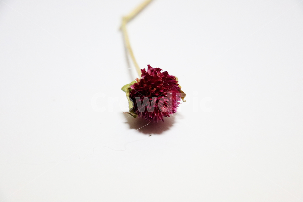 천일홍,장미,미니장미,꽃,드라이플라워,말린꽃,식물,자연,plants,nature,꽃,flower