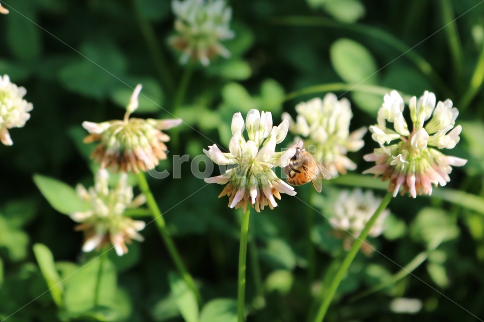 꽃,식물,벌,곤충,토끼풀꽃,초록,흰색,노랑,flower,plants,bee,insect,rabbitgrassflower,green,white,yellow,hana,shokubutsu,hachi,konchuu,usagikusabana,midori,shiro,kiiro,자연,nature,식물,자연,plants,nature,꽃,flower,동물,animal,곤충,벌레,insect,bug