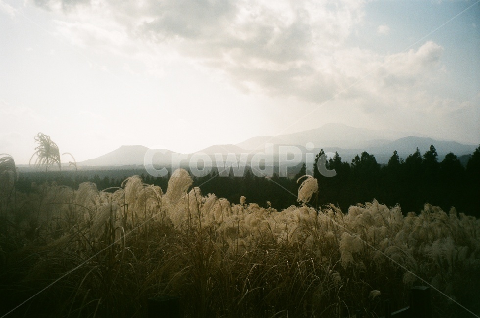 제주오름,산굼부리,억새,들판,산책로,황금빛,하늘,필름사진,자연,풍경,nature,landscape,감성,sensible,feeling,grass,잔디,plant,식물,lawn,reed,갈대