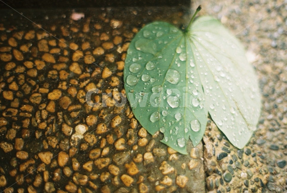 이슬,잎파리,dew,필름사진,filmphotography,식물,자연,plants,nature,감성,sensible,feeling