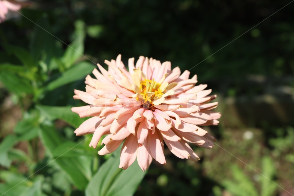 꽃,분홍,노랑,초록,식물,flower,hana,pink,pinku,yellow,kiiro,green,midori,plants,shokubutsu,햇빛,그림자,sunlight,hizashi,shadow,kage,식물,자연,plants,nature,꽃,flower